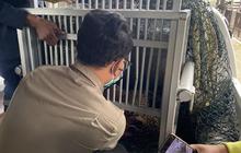 Misteri Asal Usul Macan Tutul Terobos Rumah Warga di Bandung