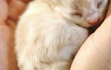 10 Mitos Menabrak Kucing Menurut Primbon, Bisa Jadi Pertanda Buruk