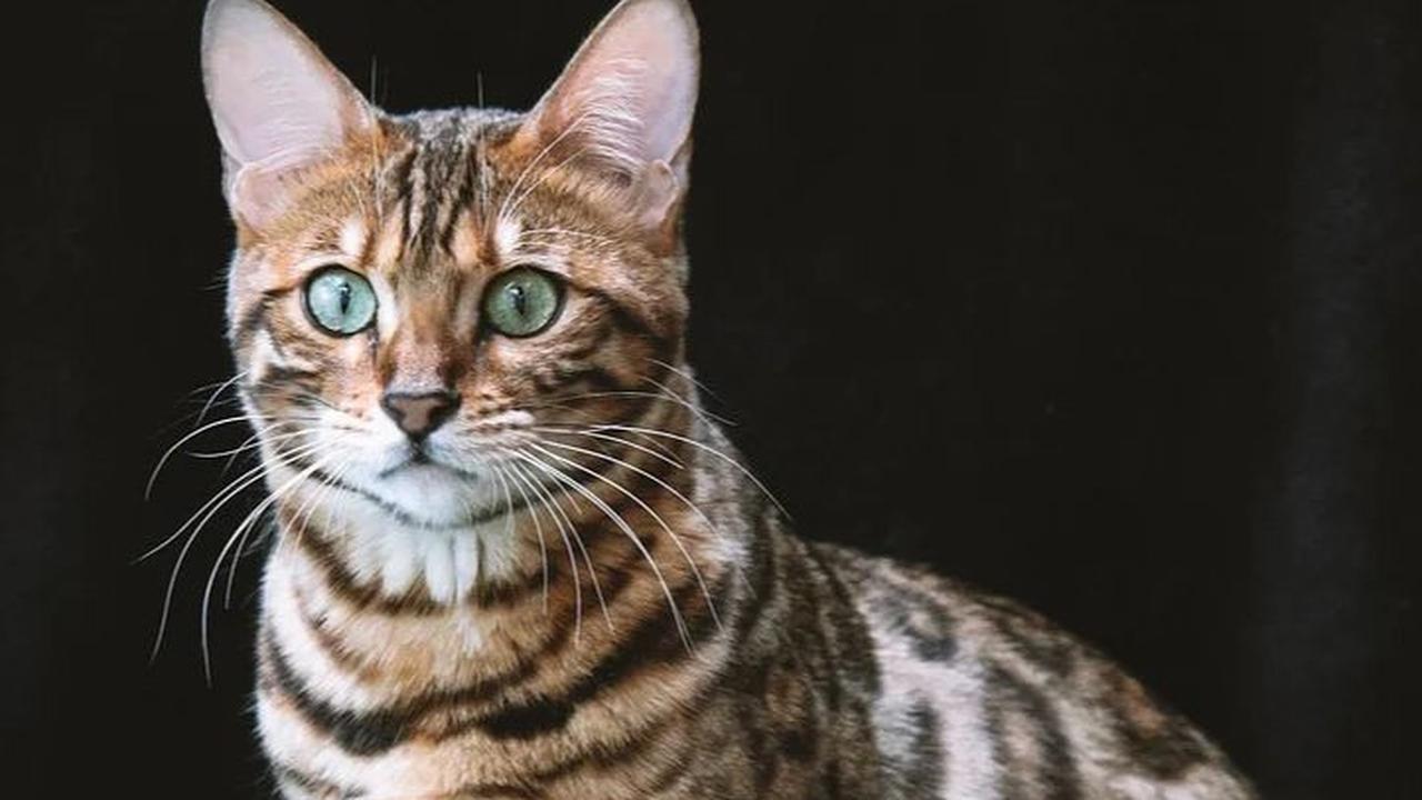 Ciri-Ciri Kucing Bengal dan Cara Merawatnya, Kenali sebelum Adopsi