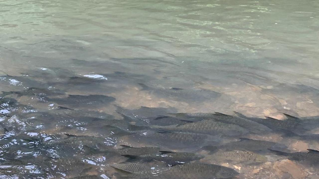 Wisata Fish Spa di Sungai Luanti, Ranau, Sabah, Malaysia.
