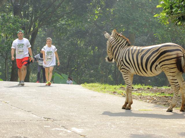 Safari Run 2016 Konsep Olahraga Sambil Selfie Bersama Satwa Lifestyle Liputan6 Com