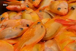 Ikan red devil penghuni Danau Batur Bali