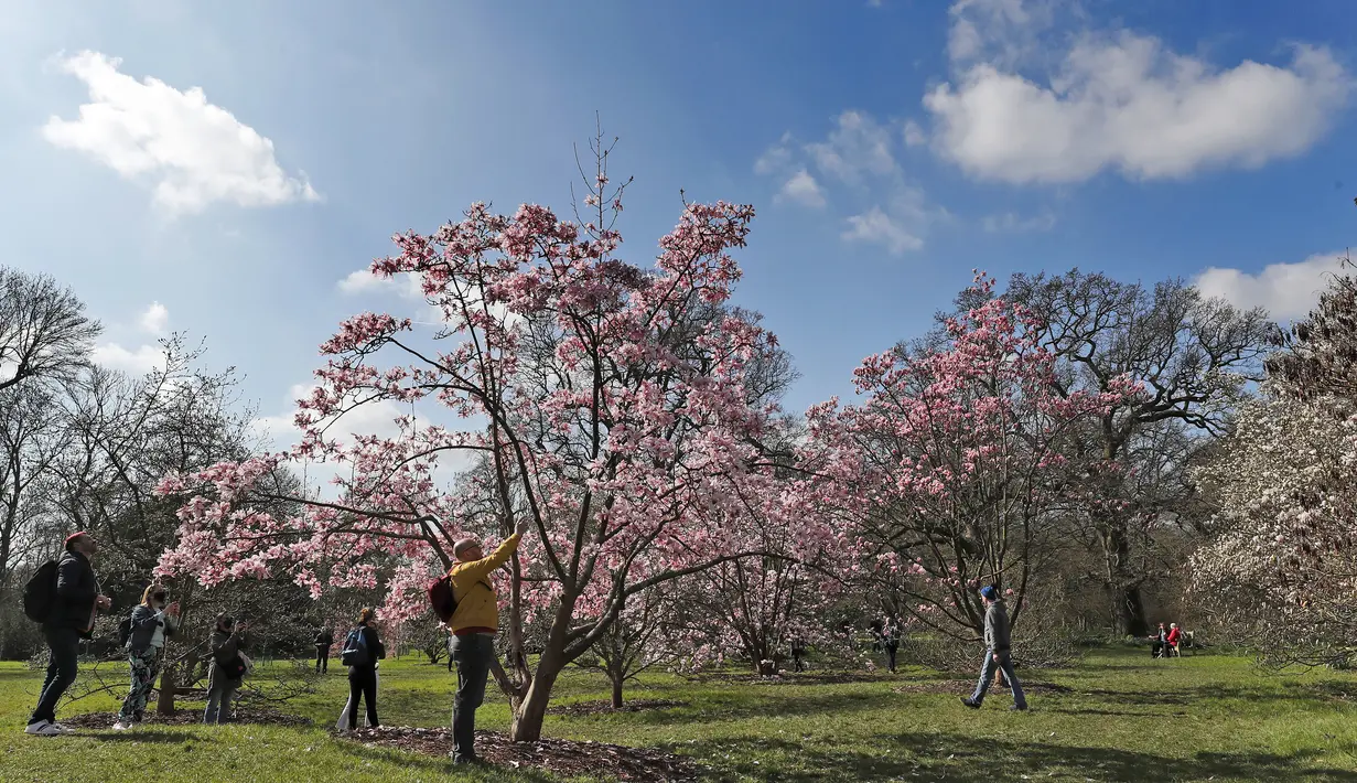 Para pengunjung menikmati bunga pohon magnolia di Kew Royal Botanic Gardens pada hari yang cerah di London (22/3/2021).  Kew Gardens telah dibuka satu tahun setelah penguncian terkait COVID-19 pertama di Inggris. (AP Photo/Frank Augstein)