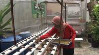 Kampung Kedurus di Surabaya, Jawa Timur dikenal sebagai kampung hidroponik karena warganya aktif menanam dan memanen aneka sayuran dengan teknik hidroponik. (Foto: Liputan6.com).