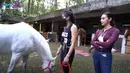 Kuda baru Nagita Slavina (Youtube/ Rans Entertainment)