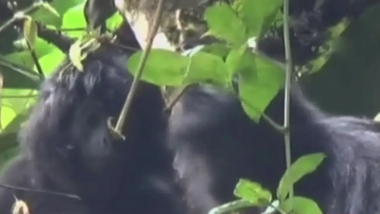 Segmen 1: Kebakaran Inul Vista hingga Habitat Satwa Langka Rusak