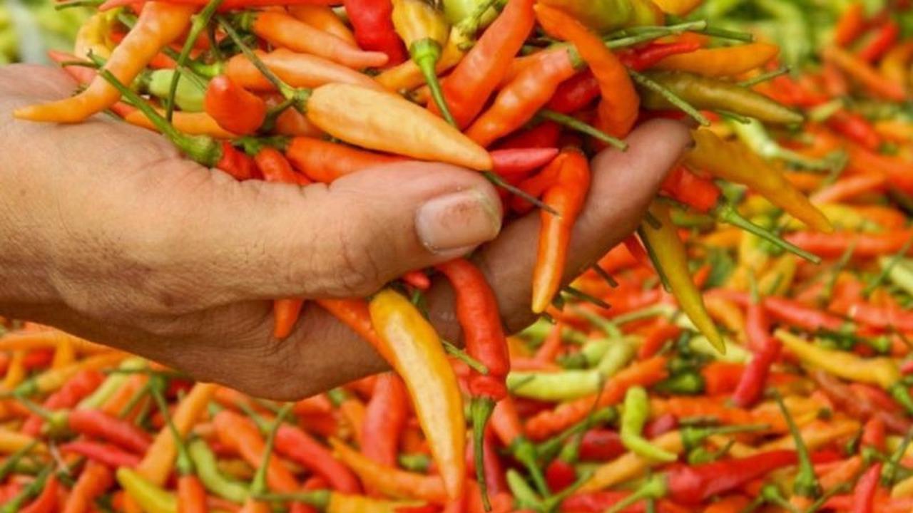 Trivia: Ternyata Ini Manfaat Kluster Cabai Lumajang untuk Stabilkan Harga dan Pasokan!