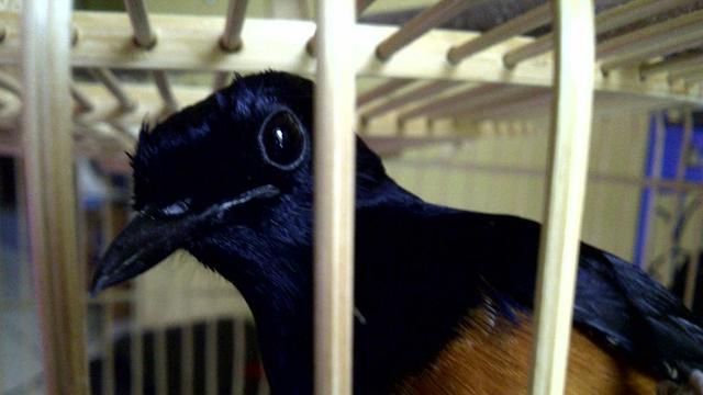 [Bintang] Mengenal Burung Murai Batu dan Jenisnya