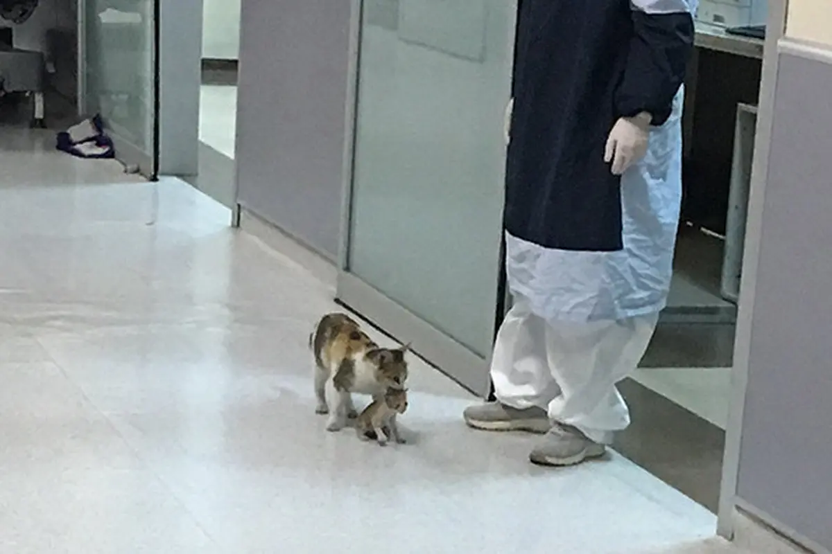 Gemas, Induk Kucing Ini Bawa Sendiri Anaknya yang Sakit ke Rumah Sakit