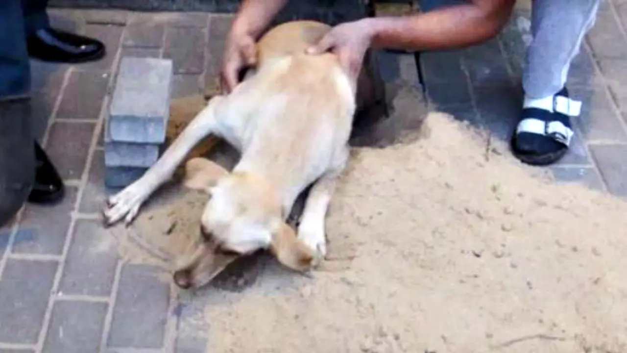 Tidak Sengaja, Anjing Ini Terkubur Hidup-hidup