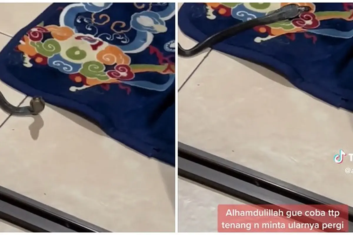 Pertama Kali Masuk Rumah, Anak Ular Kobra Ini Dituntun Keluar Tanpa Menyerang