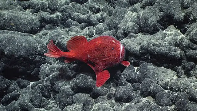 Coffinfish. (Sumber NOAA)