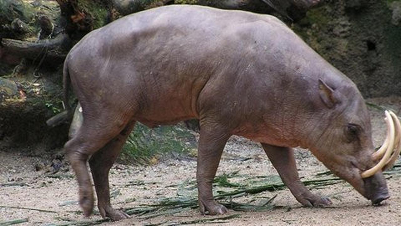 Legenda babi rusa - Indonesia