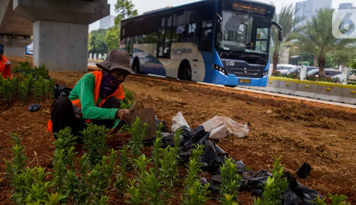 Petugas Sudin Kehutanan Jakarta Selatan melakukan penanaman pohon melati Jepang di bawah jalur MRT Jalan Sisingamangaraja, Jakarta, Kamis (31/10/2019). Penanaman pohon melati Jepang di bawah jalur MRT tersebut untuk penghijauan dan mempercantik tata ruang kota. (Liputan6.com/Faizal Fanani)