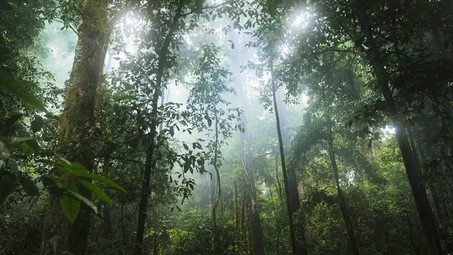 Hutan Hujan Tropis