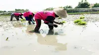 Petani padi di Kalimantan mengadopsi pertanian organik. (Harriansyah/FAOID)