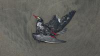 Seekor burung Inca Tern tergeletak mati di pantai Santa Maria di Lima, Peru, Selasa (29/11/2022). Setidaknya 13.000 pelikan telah mati sejauh ini pada bulan November di Sepanjang Pantai Pasifik Peru akibat flu burung, menurut The National Forest and Wildlife Service (Serfor) pada hari Selasa. (AP Photo/Guadalupe Pardo)