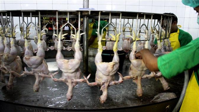 Melihat Proses Pemotongan Ayam di Rumah Potong Hewan 