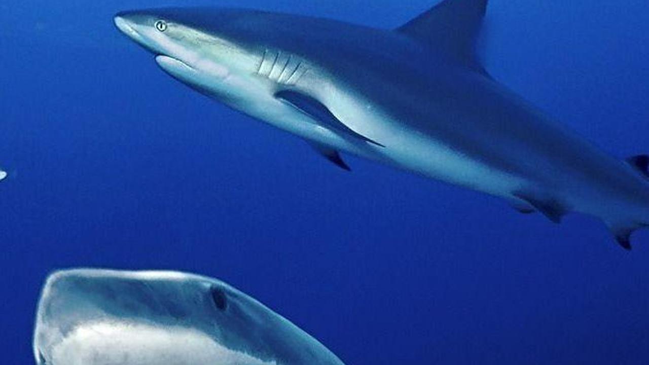 Ilmuwan Temukan Fakta Baru Mengejutkan Tentang Megalodon