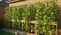 Cara Membuat Kebun Vertikal Timun di Pagar Rumah Sempit, Maksimalkan Area Kecil Hunian Anda