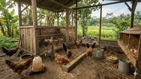 Tips agar Ayam Bisa Cepat Bertelur bagi Pemula di Pekarangan Kecil, Cocok untuk Penuhi Kebutuhan Rumahan