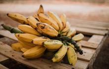 7 Jenis Pisang Cepat Panen dengan Hasil Melimpah, Begini Penanganannya Agar Waktu Berbuah Tidak Meleset