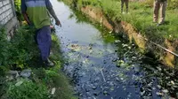 Sungai di Desa Glondonggede, Kecamatan Tambakboyo, Tuban tercemar mengakibatkan ikan mati. (Istimewa)