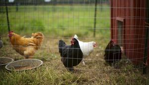 Ilustrasi Beternak Ayam Kampung/Photo by Will H McMahan on Unsplash