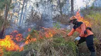 Petugas BPBD Kota Batu memadamkan kebakaran hutan di Gunung Panderman secara manual pada Rabu, 22 November 2023 (BPBD Kota Batu)&nbsp;
