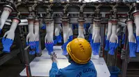 Seorang pekerja memeriksa sarung tangan sekali pakai di pabrik Top Glove di Shah Alam di pinggiran Kuala Lumpur (26/8/2020). Top Glove, sebuah perusahaan yang berbasis di Malaysia adalah salah satu produsen sarung tangan karet terbesar di dunia. (AFP/Mohd Rasfan)