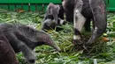 Seekor induk trenggiling menyantap semut saat kedua bayinya bermain di sekitarnya di Taman Safari Chimelong di Guangzhou, Provinsi Guangdong, China pada 10 Juni 2020. Bayi tenggiling kembar jantan dan betina, yang lahir pada 3 Maret tahun ini, diperkenalkan ke publik . (Xinhua/Liu Dawei)