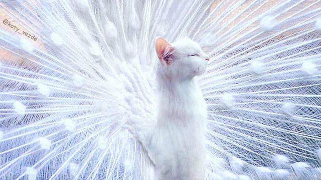 Viral Transformasi Hewan Jika Berwajah Kucing, Bikin Gemas. (Sumber: Instagram/koty_vezde)