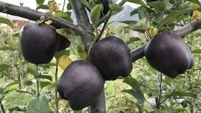 Apel Hitam Tibet
