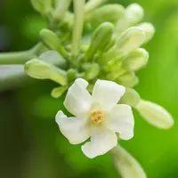 Bunga pepaya yang menyehatkan (iStock)