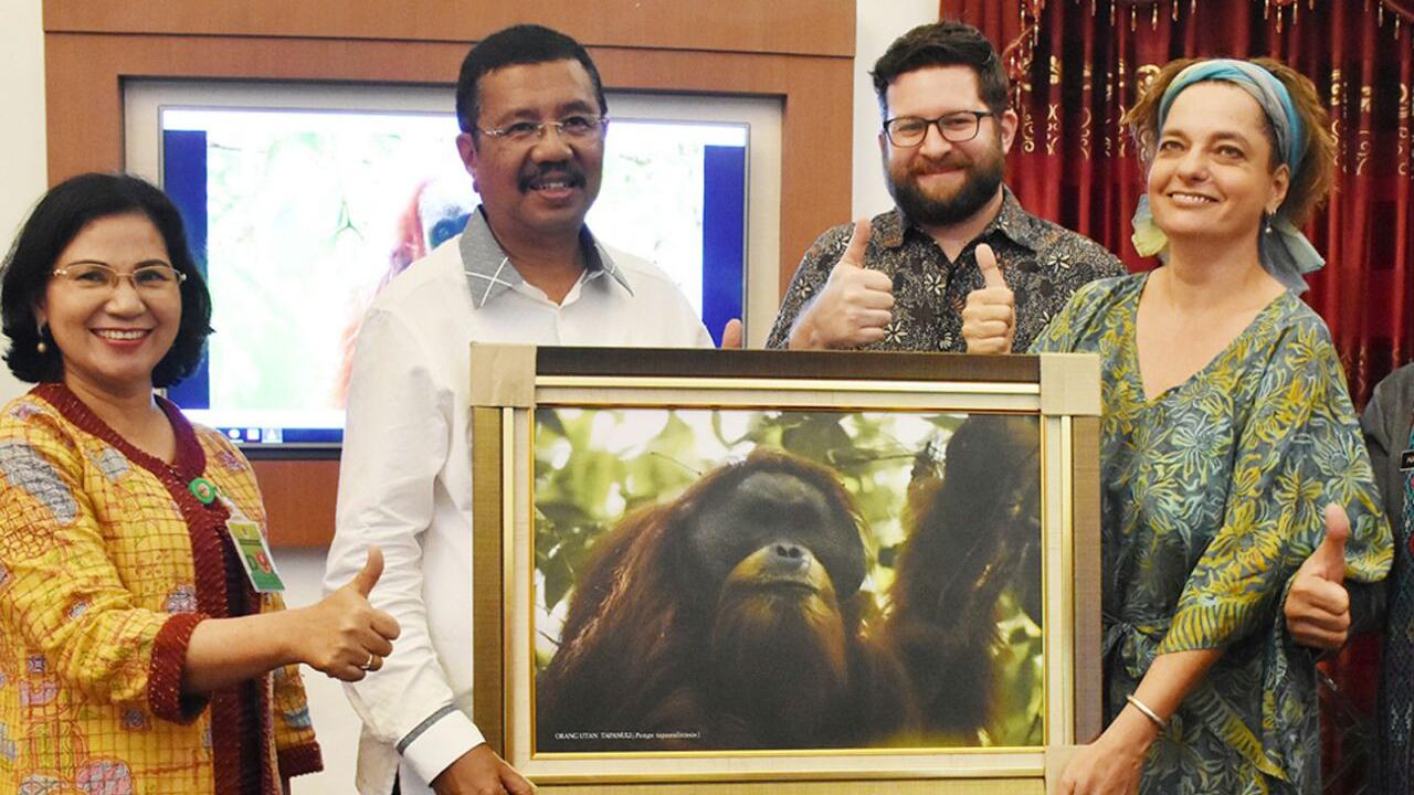 Perkenalkan, Spesies Orangutan Terbaru dari Batang Toru