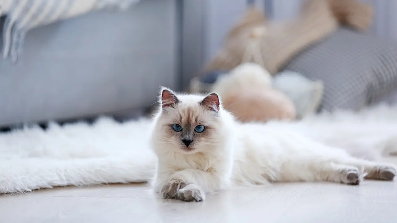 Tak Kalah Cantik, Ini 5 Warna Bulu Kucing yang Dianggap Langka