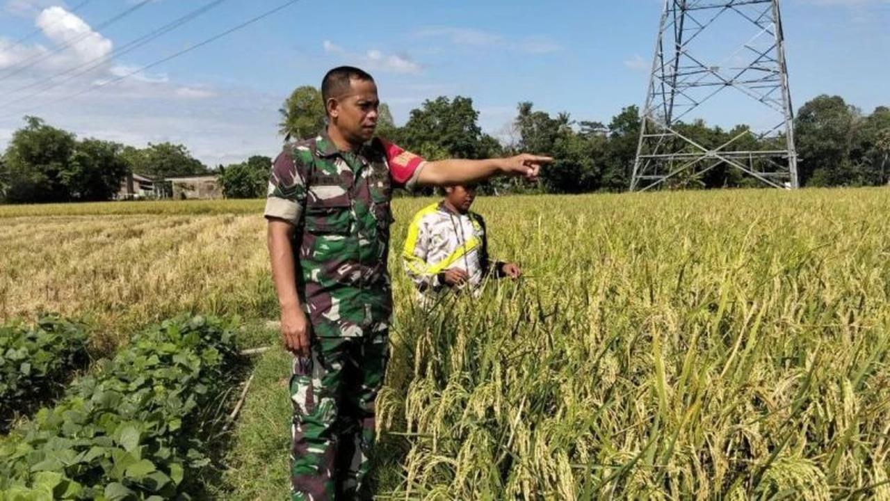 TNI Turun Sawah di Jeneponto: Bukan Hanya Perang, Tapi Juga Panen Raya Bersama Petani!