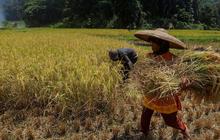 Komisi IV DPR 'Warning' Pihak Terkait Tak Main-Main dengan Kebijakan Prabowo, Kenaikan HPP Gabah-Jagung Harus Dirasakan Petani