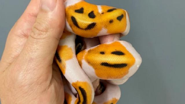 Unik, Ular Bermotif Emoji Senyum Ini Bikin Dijual Hingga Ratusan Juta