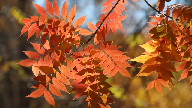 Chinese Pistache (Pistacia chinensis)