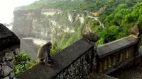 Pencurian barang turis adalah sesuatu yang kultural yang disebarkan lintas generasi oleh monyet-monyet yang saling belajar dari sesamanya. (Sumber Wikimedia Commons/carmelrmd via Creative Commons)