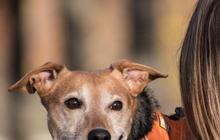 Cegah Rabies, Ini 3 Langkah Penting saat Digigit Anjing