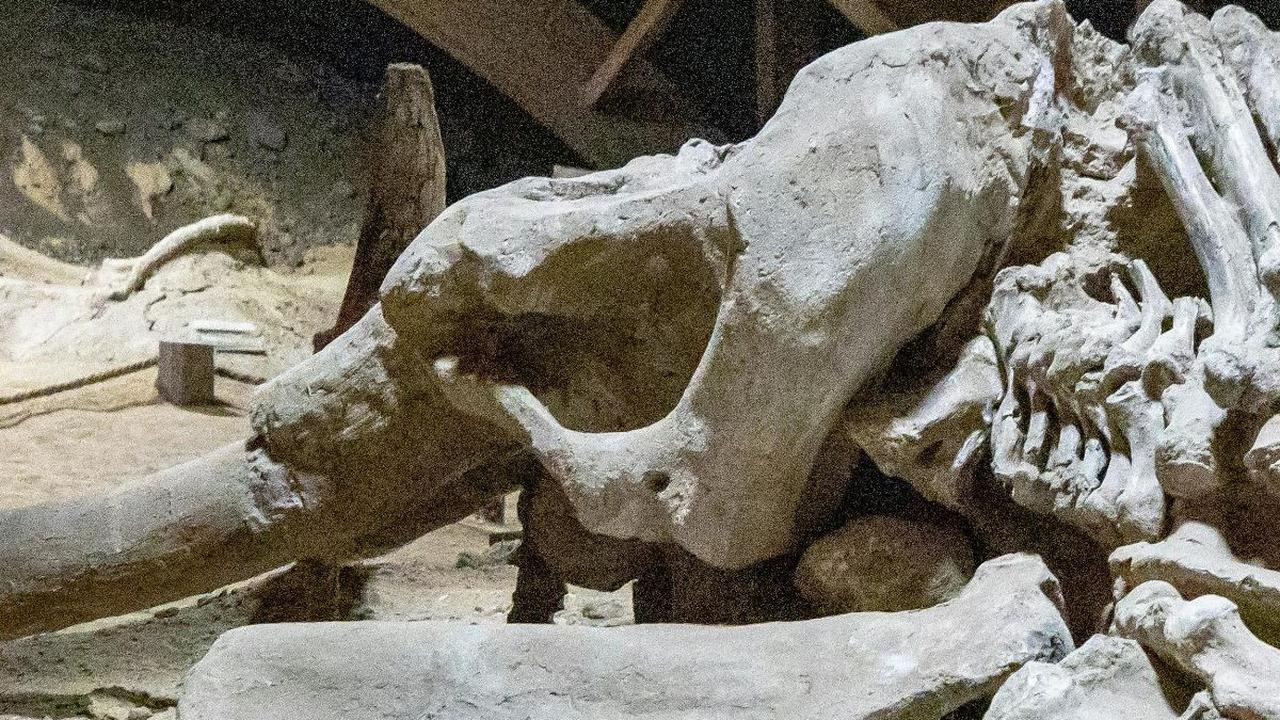 <b>Penemuan Tulang Mammoth Menjadi Penemuan Pertama Setelah 100 Tahun</b>