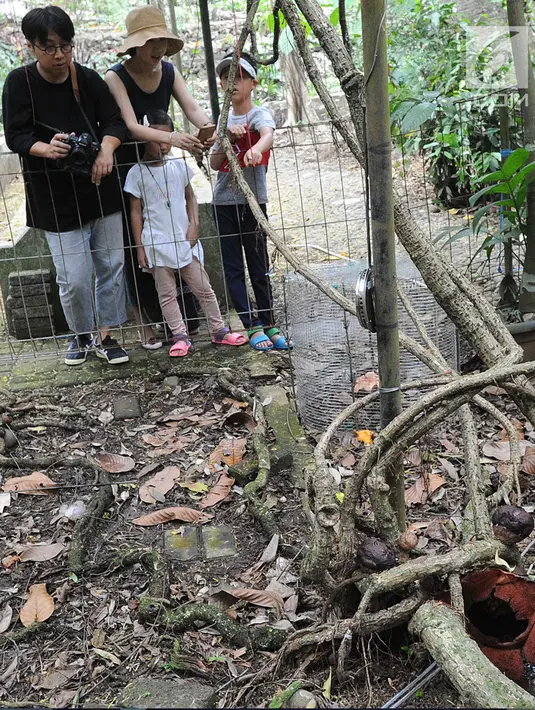 Wisatawan melihat Bunga Rafflesia Padma yang mekar di Kebun Raya Bogor (8/9). Bunga padma yang merupakan endemik di kawasan Pesisiir Selatan Jawa Barat ini mekar 3 tahun lalu dan merupakan tanaman unggulan di Kebun Raya Bogor. (Merdeka.com/Arie Basuki)