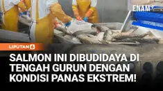 Batch pertama “salmon gurun” dari Turpan, Xinjiang, resmi memenuhi standar pasar pada 2026. Berkat air dingin dari lelehan salju Pegunungan Tianshan, budidaya salmon skala besar dapat dilakukan di wilayah gurun dengan suhu ekstrem.