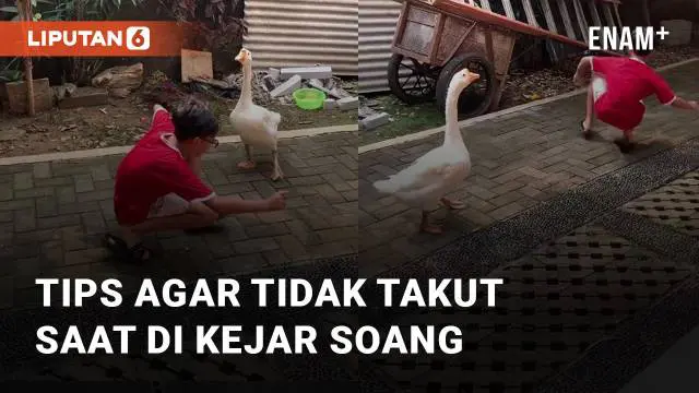 VIDEO: Dikejar Soang, Ini Dia Tips Agar Tidak Takut