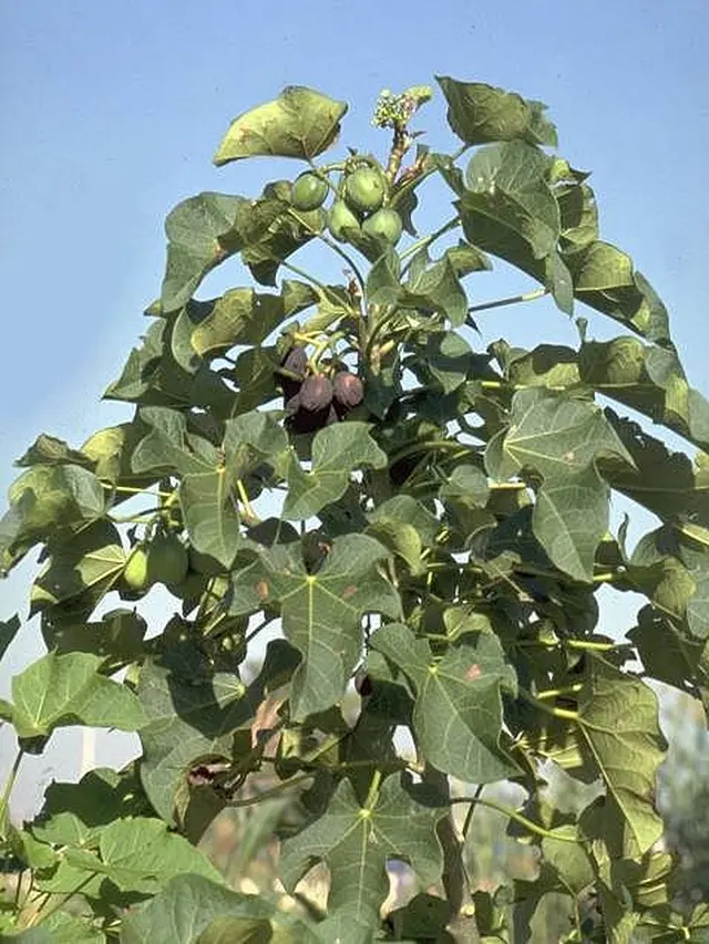 Manfaat Daun Jarak