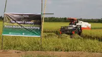 Tim Jemput Gabah Bulog Kalteng. Foto: Liputan6/ Marifka Wahyu Hidayat