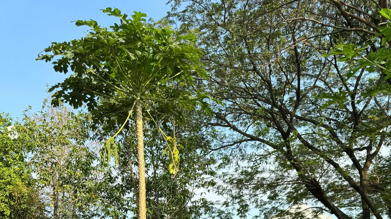 Aksi berkebun Kelompok Wanita Tani di Tangsel, Banten