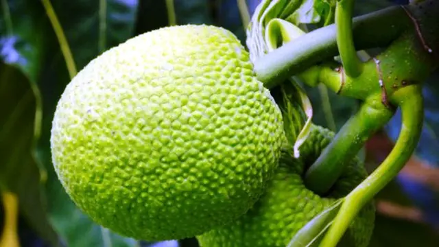 Harga Beras Naik, Ini 10 Pangan Pokok Lokal Berkarbohidrat Tinggi